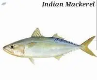 Indian Mackerel Fish