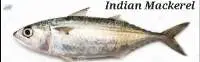 Indian Mackerel Fish