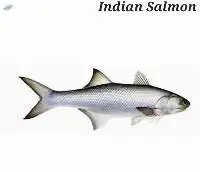 Indian Salmon Fish