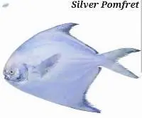 Silver Pomfret Fish