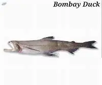 Bombay Duck Fish