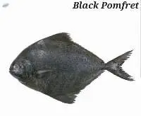 Black Pomfret Fish