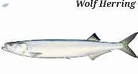 Wolf Herring Fish