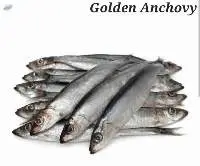 Golden Anchovy Fish