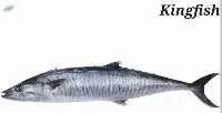 Kingfish