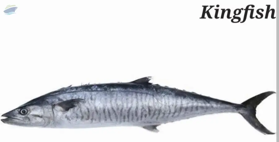 Kingfish