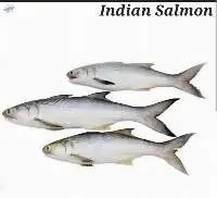 Indian Salmon Fish