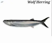 Wolf Herring Fish
