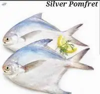 Silver Pomfret Fish