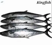 Kingfish