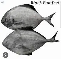 Black Pomfret Fish
