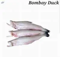 Bombay Duck Fish