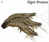 Tiger Prawn