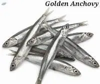 Golden Anchovy Fish