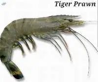 Tiger Prawn