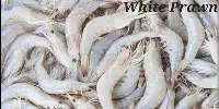 White Prawn