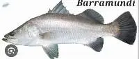 Barramundi Fish