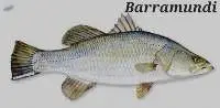 Barramundi Fish