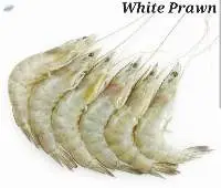 White Prawn