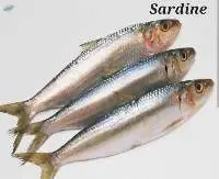 Sardine Fish