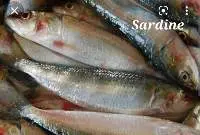 Sardine Fish