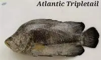 Atlantic Tripletail Fish