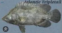 Atlantic Tripletail Fish