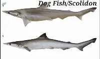 Dog Fish/Scolidon Fish