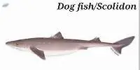 Dog Fish/Scolidon Fish