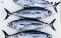 Tuna Fish