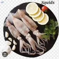 Squids