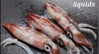 Squids