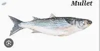 Mullet Fish