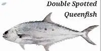 Double Spotted Queenfish