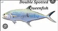 Double Spotted Queenfish