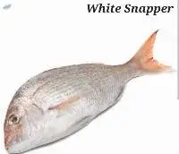 White Snapper Fish