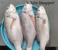 White Snapper Fish