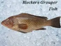 Bleckers Grouper Fish