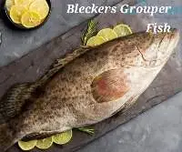 Bleckers Grouper Fish