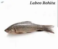 Labeo Rohita Fish