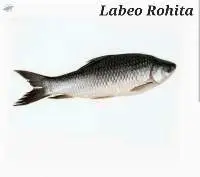 Labeo Rohita Fish