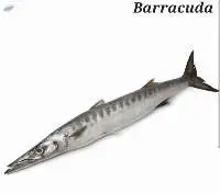 Barracuda Fish