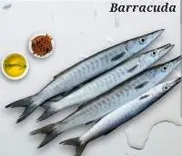 Barracuda Fish
