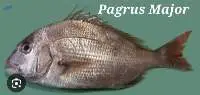 Pagrus Major Fish