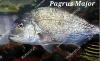 Pagrus Major Fish