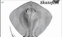 Skatefish