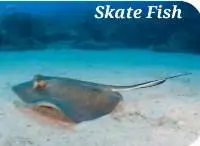 Skate Fish