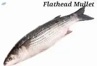 Flathead Mullet Fish