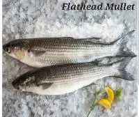 Flathead Mullet Fish