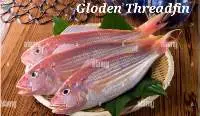 Golden Threadfin Fish